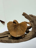 Fantasy Faeries Figurine