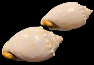 Seashell Salt and Pepper Shakers